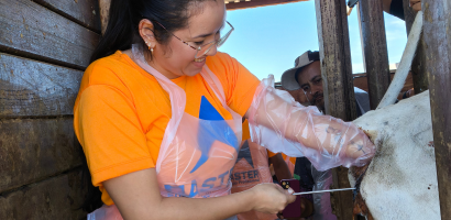 Inseminação Artificial em Bovinos